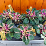 Africká fialka (Saintpaulia variegata) ´HOVARIAGATA´ - výška 10-15 cm, kont. C1L